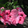 Pelargonium 3