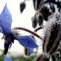 Bourrache endiamantée de rosée