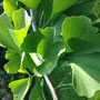 Ginkgo (Ginkgo biloba)