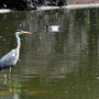 Heron swallowing a fish in the Stadtpark.