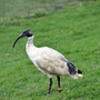 One of many, many ibis to be found in Australia