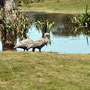 Cape Breton Geese