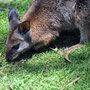 Hand-feeding a baby wallaby