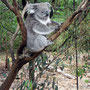 Koala at Healesville Sanctuary