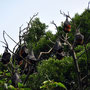 Just a few of the one thousand huge freakin' bats in the Royal Botanic Gadens