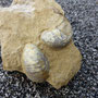 Gryphaea arcuata