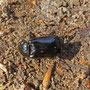 Nicrophorus humator