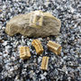 delen van crinoidea (zeelelies of haartsterren)