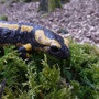 vuursalamander (Salamandra salamandra)