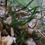 grote wolfsklauw - Lycopodium clavatum?