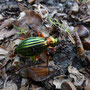Carabus auronitens