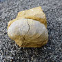 Gryphaea arcuata