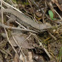 muurhagedis (Podarcis muralis)