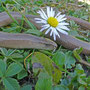 hazelworm (Anguis fragilis)