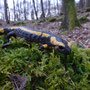 vuursalamander (Salamandra salamandra)