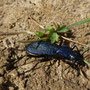 Carabus violaceus purpurescens