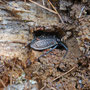Carabus garnulatus