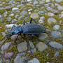 Carabus intricatus
