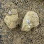 Gryphaea arcuata uit het Lias (Onderjura)