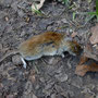 rosse woelmuis (Myodes glareolus)