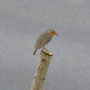 roodborst