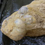 Gryphaea arcuata