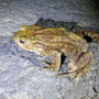 gewone pad (Bufo bufo)