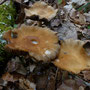 leverkleurige leemhoed - Agrocybe erebia