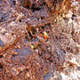 overwinterende hoornaars (Vespa crabro)