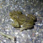 gewone pad (Bufo bufo)