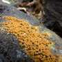 langdraadwatje (Hemitrichia species) 
