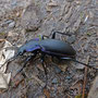 Carabus violaceus purpurescens