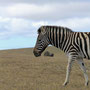 Zebra at Buffelfontein