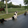 Briska ganz artig in der Hundeschule