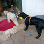 Briska spielt lieber mit Hilde