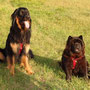 ... ein Chow Chow