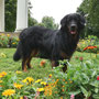 Blumenkind Dario