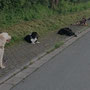 Ich musste wieder mit in die Hundeschule