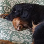 Der gemeine Sofawart