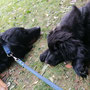 Dario und Briska ganz relaxt