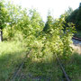 (c) kps - 03.09.2011 - stillgelegte Gleise am Bahnhof Crawinkel
