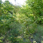 (c) kps - 03.09.2011 - stillgelegte Gleise am Bahnhof Crawinkel