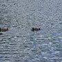 Begleitung am St. Moritzersee