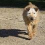 Auch der Schlosshund wird uns begleiten
