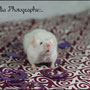 Photographie : Camellia Oak
