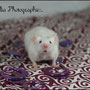 Photographie : Camellia Oak