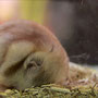 (HAMSTER SYRIEN)