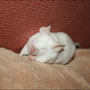 Photographie : Camellia Oak