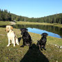 Training mit Beechdale's Dusty Hazel, Ivy und Sage