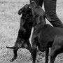 Wiedersehensfreude bei Franz und Mama Ivy